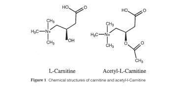 ACETIL-L-CARNITINA - La molecola Bruciagrassi